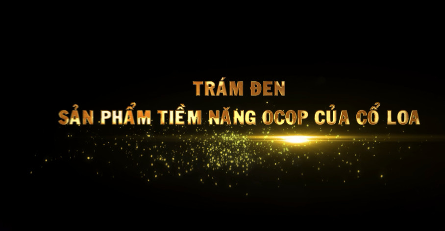 Trám đen - Sản phẩm tiềm năng OCOP xã Cổ Loa, huyện Đông Anh