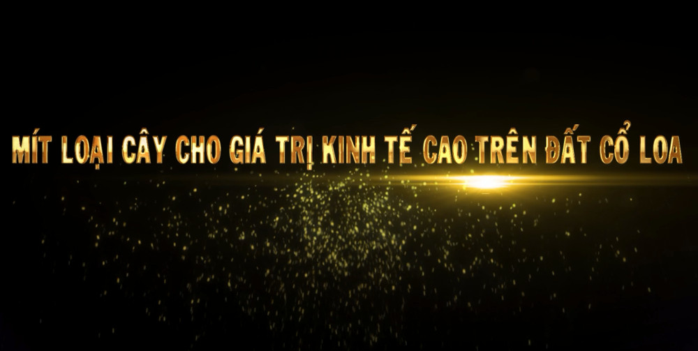 Mít loại cây cho giá trị kinh tế cao trên đất Cổ Loa