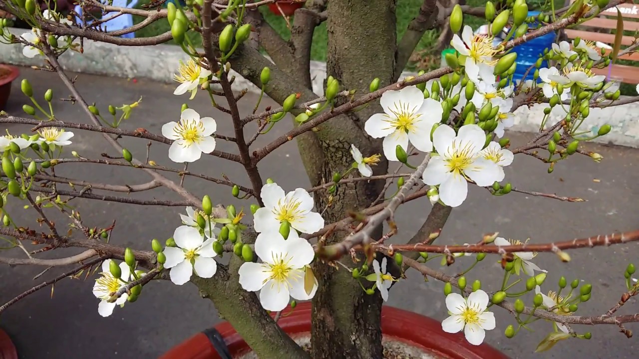 Cây mai trắng