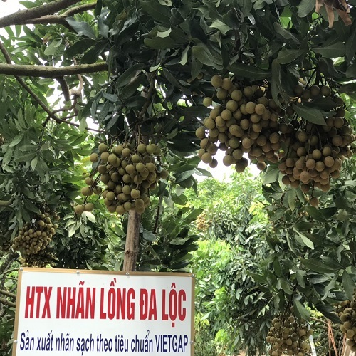 Vải trứng